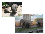 ZOO Dvůr Králové nad Labem
